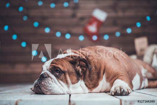 Picture of Cute English bulldog lying uner xmas tree